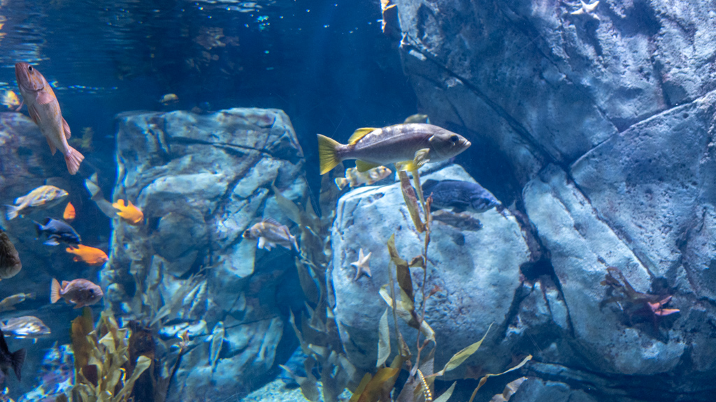 Hello, Aquarium of the Pacific in Long Beach, California